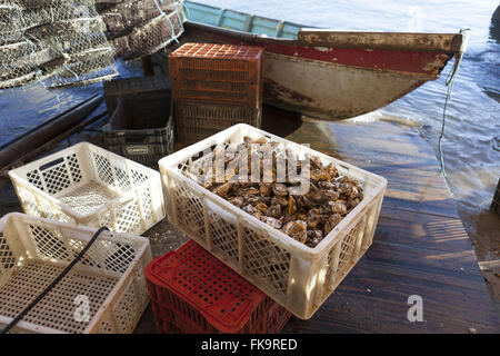 Les boîtes avec des mollusques marins farm - culture des huîtres et palourdes Banque D'Images