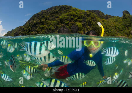 Snorkeler avec le Sergent Major damselfish, abondant (Abudefduf vaigiensis). Docks de Miniloc Island Resort récif maison - duplex. Banque D'Images