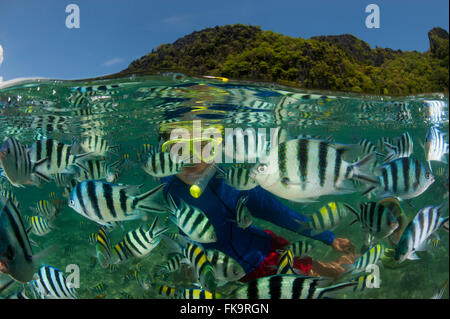 Snorkeler avec le Sergent Major damselfish, abondant (Abudefduf vaigiensis). Docks de Miniloc Island Resort récif maison - duplex. Banque D'Images