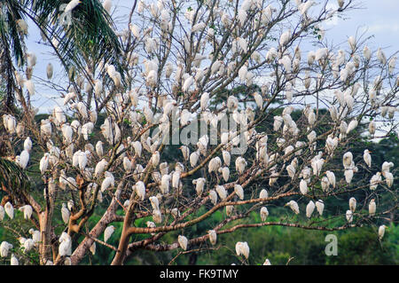 Dans de petites aigrettes Egretta thula-tree - Banque D'Images