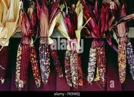 Les épis de maïs indien coloré accroché sur l'affichage à l'Ohio farmstand Banque D'Images