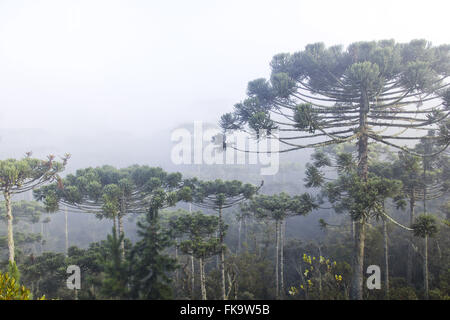 Dans Araucarias matin avec brouillard - village situé dans la Serra da Mantiqueira Banque D'Images