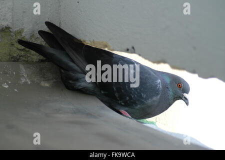 Pigeon biset (Columba livia) sur un balcon urbain à Prague, République tchèque. Banque D'Images