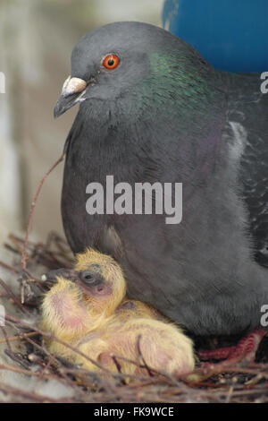 Pigeon biset (Columba livia) tendant à ses deux pigeonneaux nouvellement éclos dans le nid sur un balcon urbain à Prague, République tchèque. Le nid est représenté un jour après la deuxième éclosion d'assise et deux jours après la première éclosion d'assise. Banque D'Images