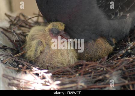 Pigeon biset (Columba livia) réchauffant son deux pigeonneaux nouvellement éclos dans le nid sur un balcon urbain à Prague, République tchèque. Le nid est représenté 6 jours après la première éclosion d'assise et 5 jours après la deuxième éclosion d'assise. Banque D'Images