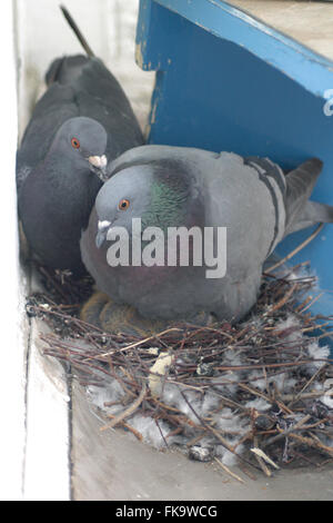 Pigeon biset (Columba livia) réchauffant son deux pigeonneaux nouvellement éclos dans le nid sur un balcon urbain à Prague, République tchèque. Le nid est représenté 9 jours après la première éclosion d'assise et 8 jours après la deuxième éclosion d'assise. Banque D'Images