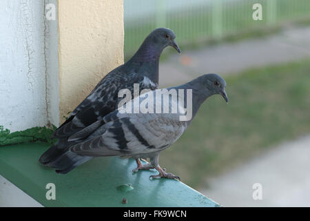 Deux jeunes pigeons de roche (Columba livia) prêt à voler pour la première fois à partir d'un balcon urbain à Prague, République tchèque. Les pigeons sont présentées 31 jours après la première éclosion pigeon et 30 jours après la deuxième éclosion pigeon. Banque D'Images