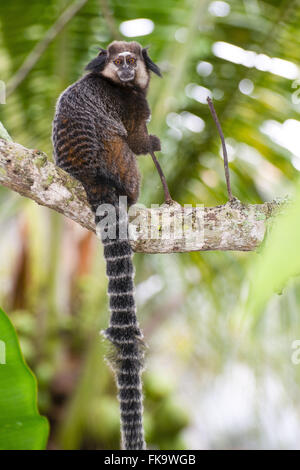 Star-mico - également connu sous le nom de noir ouistiti Banque D'Images