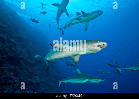 Whitetip reef shark (Triaenodon obesus) et les requins gris de récif (Carcharhinus amblyrhynchos) Banque D'Images