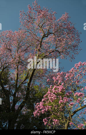 Arbres en fleurs rose rei Banque D'Images