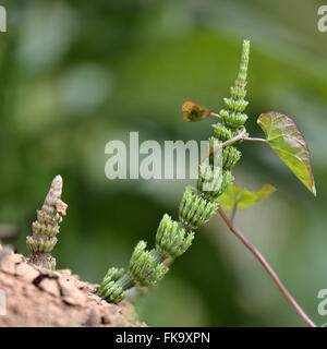 La prêle des champs (Equisetum arvense) et le liseron. Deux usines aux prises. Plante de la famille, Richard Desenclos et Convolvulaceae Banque D'Images