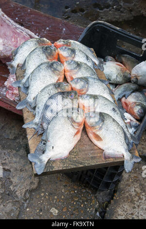 Piranhas de barriga vermelha à venda na Feira Municipal de Tefé Banque D'Images