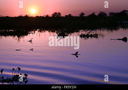 Coucher du soleil en zone inondée dans Sud Pantanal Banque D'Images