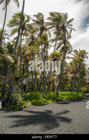 Palmiers blowing in wind sur Punalu'u beach, plage de sable noir) (New York, United States Banque D'Images