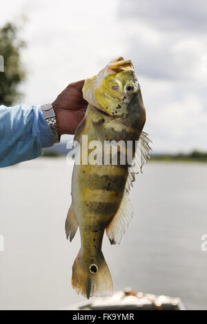 Tucunare - pêcheur montrant la pêche sportive dans le lac de Tocantins Banque D'Images
