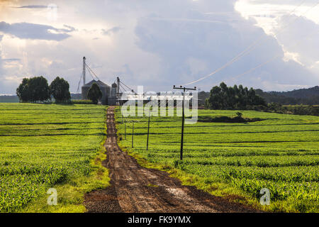 Chemin de terre et la plantation de maïs dans la campagne en jour de pluie Banque D'Images