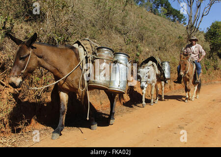 Transport du lait fait en mulet sur chemin de terre dans la campagne Banque D'Images