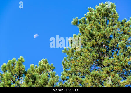 Vue d'un pin avec la lune visible dans le ciel près de l'histoire, Wyoming Banque D'Images