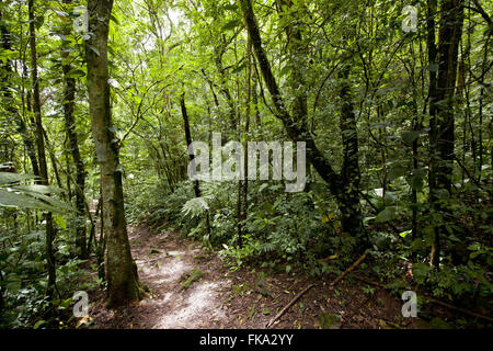 Sentier dans la forêt tropicale à la cascade à Arapongas PETAR Banque D'Images