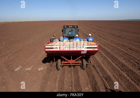 La plantation des pommes de terre en milieu rural Maison Blanche Banque D'Images