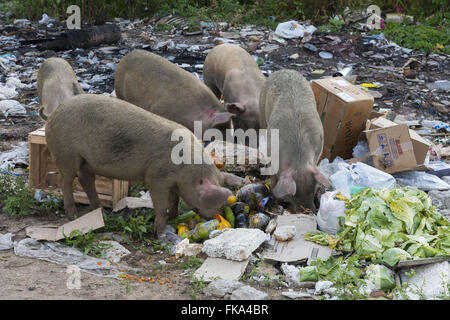 Les porcs se nourrissent de déchets déversés dans un terrain vague près de la ville Banque D'Images