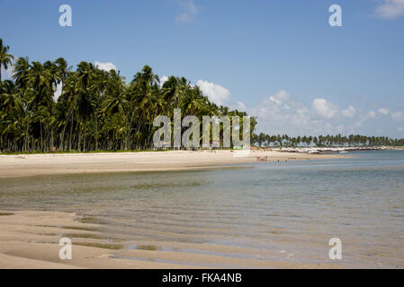 Des cocotiers sur la plage Guadeloupe Banque D'Images