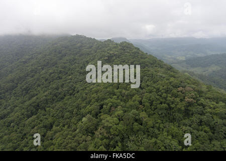 Forêt de pluie dans la région de Miracatu Banque D'Images