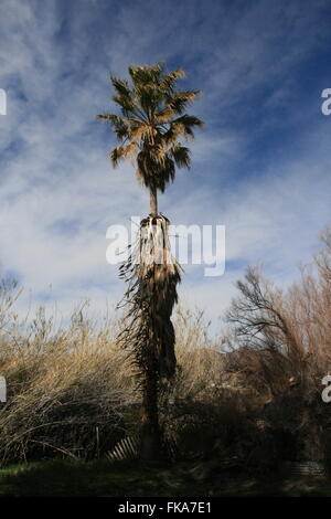 Le Desert Palm Tree Banque D'Images