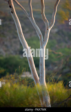 La première lumière sur le bush à Ross Graham Lookout, Murchison River Gorge, le Parc National de Kalbarri, Australie occidentale Banque D'Images