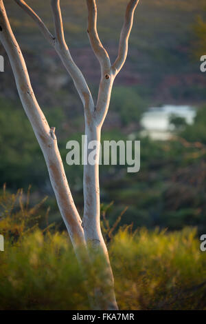 La première lumière sur le bush à Ross Graham Lookout, Murchison River Gorge, le Parc National de Kalbarri, Australie occidentale Banque D'Images