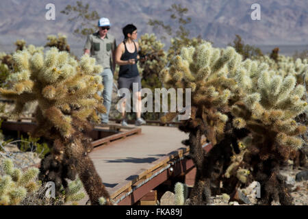 Cholla Cactus Garden, le parc national Joshua Tree, California, USA Banque D'Images