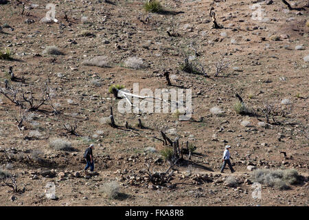 Randonneurs sur le sentier de la mine cheval perdu, Joshua Tree National Park, California, USA Banque D'Images
