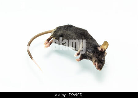 Close up shot dead rat isoler sur fond blanc. Banque D'Images