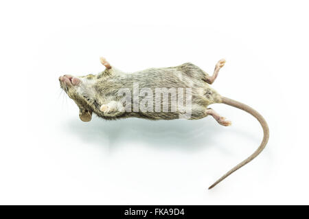 Close up shot dead rat isoler sur fond blanc. Banque D'Images