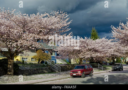 Rue résidentielle avec cerisiers rose sombre dans le ciel d'orage. Dans le Grand Vancouver, mars 2015. Banque D'Images