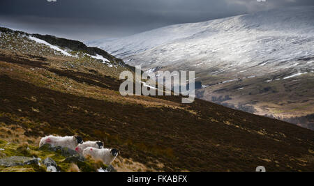 Hivernent dans les collines Cheviot, depuis les rochers de Housey qui traversent la vallée de Harthope jusqu'au Cheviot, dans le parc national de Northumberland. Banque D'Images