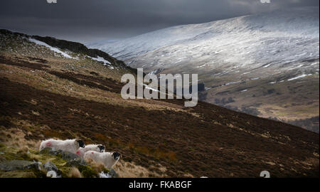 Hivernent dans les collines Cheviot, depuis les rochers de Housey qui traversent la vallée de Harthope jusqu'au Cheviot, dans le parc national de Northumberland. Banque D'Images