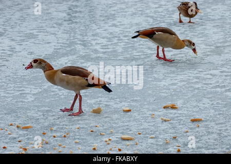 Egyptian goose sur étang gelé au parc en hiver, Sofia, Bulgarie Banque D'Images