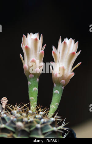 Gymnocalycium mihanovichii ou connu sous le nom de Rose à carreaux ou Cactus cactus chin Banque D'Images