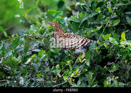 Rufescent Tiger Heron, jeune sur arbre, Pantanal, Mato Grosso, Brésil, Amérique du Sud / (Tigrisoma lineatum) Banque D'Images