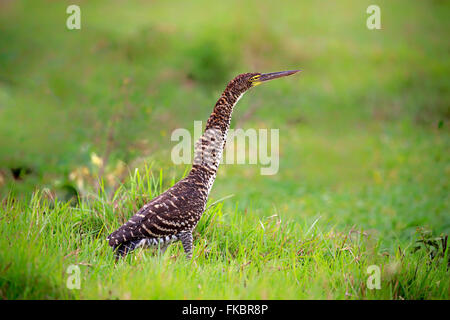 Rufescent Tiger Heron, jeunes, Pantanal, Mato Grosso, Brésil, Amérique du Sud / (Tigrisoma lineatum) Banque D'Images