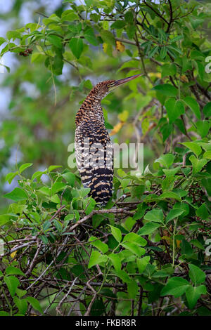 Rufescent Tiger Heron, jeunes, Pantanal, Mato Grosso, Brésil, Amérique du Sud / (Tigrisoma lineatum) Banque D'Images