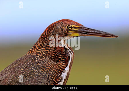 Rufescent Tiger Heron, young portrait, Pantanal, Mato Grosso, Brésil, Amérique du Sud / (Tigrisoma lineatum) Banque D'Images