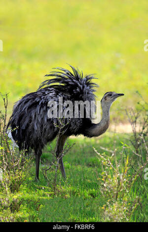 Nandou d'Amérique, hot, Pantanal, Mato Grosso, Brésil, Amérique du Sud / (Rhea americana) Banque D'Images