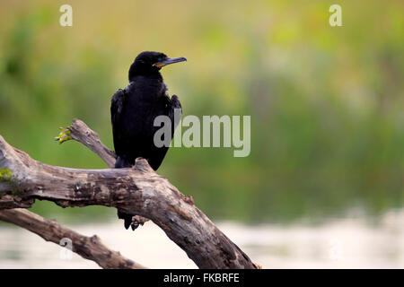 Cormoran vigua, olivaceous cormorant, des profils sur branch, Pantanal, Mato Grosso, Brésil, Amérique du Sud / (Phalacrocorax brasilianus) Banque D'Images