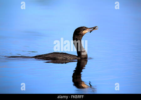 Cormoran vigua, olivaceous cormorant, adulte, Pantanal, Mato Grosso, Brésil, Amérique du Sud / (Phalacrocorax brasilianus) Banque D'Images