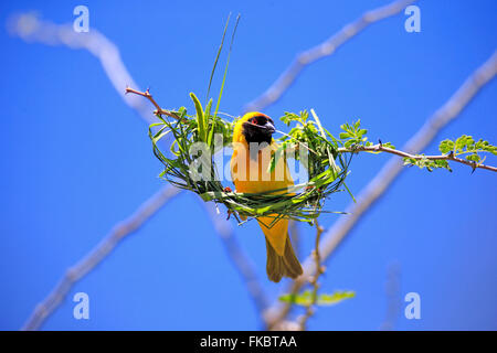 Masked Weaver, mâle adulte construit un nid, Kuruman, Kalahari, Northern Cape, Afrique du Sud, Afrique / (Ploceus velatus) Banque D'Images