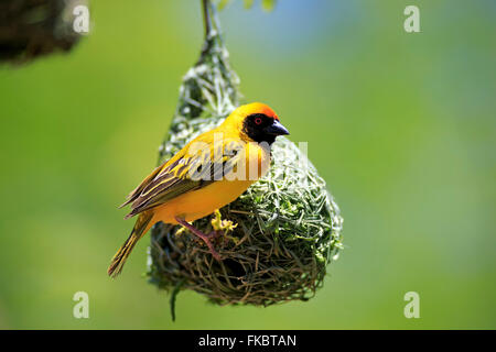 Masked Weaver, mâle adulte au nid, Kuruman, Kalahari, Northern Cape, Afrique du Sud, Afrique / (Ploceus velatus) Banque D'Images