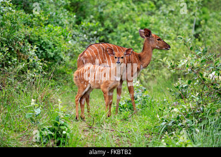 Nyala, avec de jeunes femmes, Saint Lucia Estuary, zone humide d'Isimangaliso, Kwazulu Natal, Afrique du Sud, Afrique / (Tragelaphus angasii) Banque D'Images