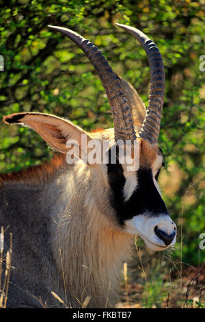 L'antilope rouanne, portrait adultes, Kuruman, Kalahari, Northern Cape, Afrique du Sud, Afrique / (Hippotragus equinus) Banque D'Images